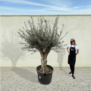 A170 Tuscan Multistem Olive Tree (Tozzo)
