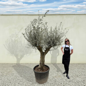 A171 Tuscan Multistem Olive Tree (Tozzo)