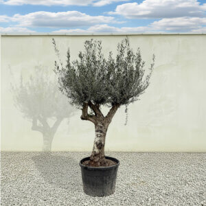 A174 Tuscan Multistem Olive Tree (Tozzo)