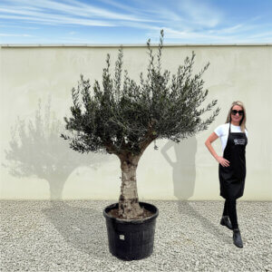 A175 Tuscan Multistem Olive Tree (Tozzo)