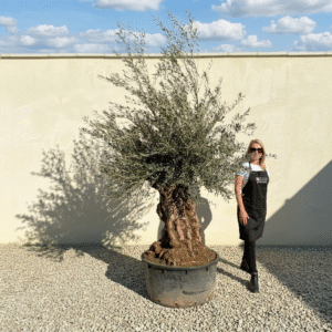 A177 Gnarled Ancient Olive Tree XXL (Grande)