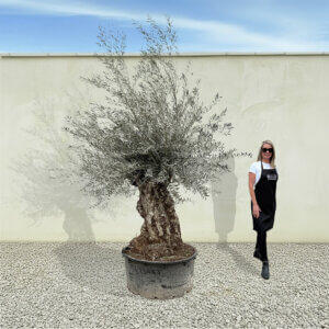 A177 Gnarled Ancient Olive Tree XXL (Grande)