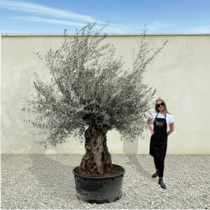 A178 Gnarled Ancient Olive Tree XXL (Grande)