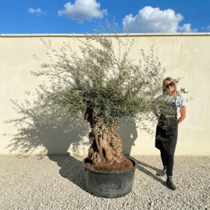 A179 Gnarled Ancient Olive Tree XXL (Grande)