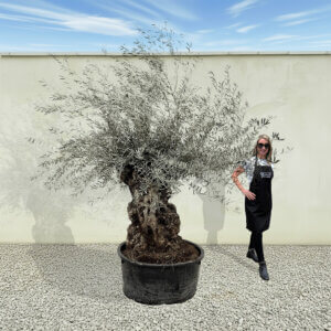 A179 Gnarled Ancient Olive Tree XXL (Grande)