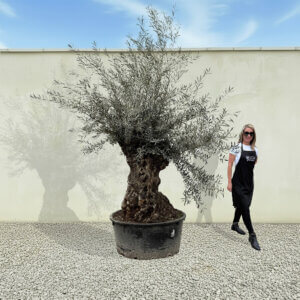 A180 Gnarled Ancient Olive Tree XXL (Grande)