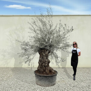 A181 Gnarled Ancient Olive Tree XXL (Grande)