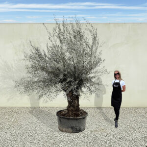 A182 Gnarled Ancient Olive Tree XXL (Grande)