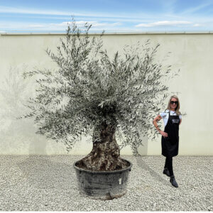 A183 Gnarled Ancient Olive Tree XXL (Grande)