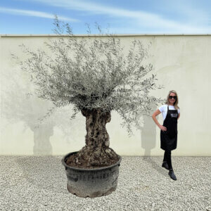 A184 Gnarled Ancient Olive Tree XXL (Grande)
