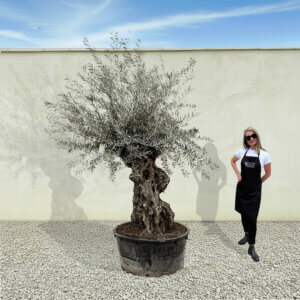 A185 Gnarled Ancient Olive Tree XXL (Grande)