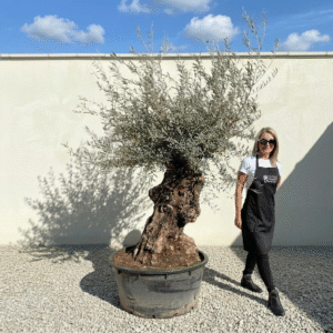 A187 Gnarled Ancient Olive Tree XXL (Grande)