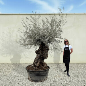 A187 Gnarled Ancient Olive Tree XXL (Grande)