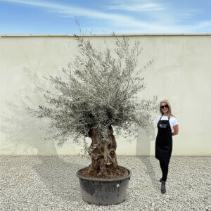 A188 Gnarled Ancient Olive Tree XXL (Grande)