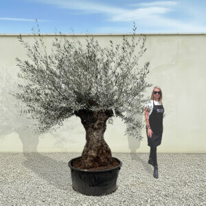 A189 Gnarled Ancient Olive Tree XXL (Grande)