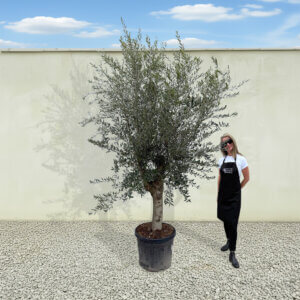 A19 Tuscan Olive Tree (Supremo)