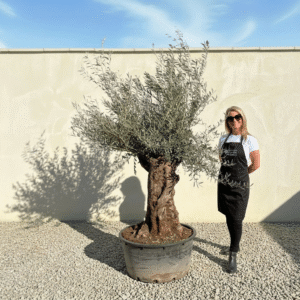 A191 Gnarled Ancient Olive Tree XXL (Grande)