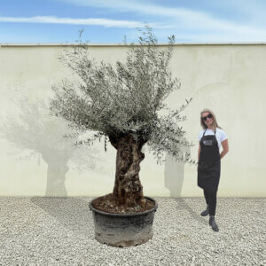 A191 Gnarled Ancient Olive Tree XXL (Grande)