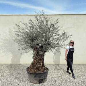 A192 Gnarled Ancient Olive Tree XXL (Grande)