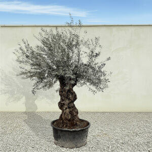 A193 Gnarled Ancient Olive Tree XXL (Grande)