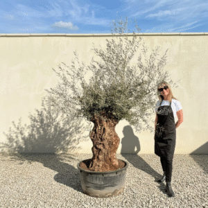 A195 Gnarled Ancient Olive Tree XXL (Grande)