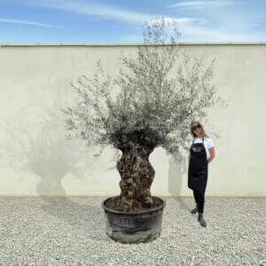 A195 Gnarled Ancient Olive Tree XXL (Grande)