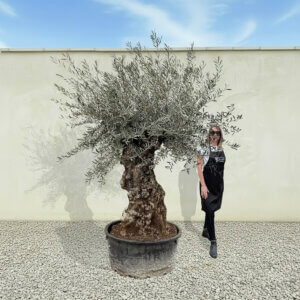 A197 Gnarled Ancient Olive Tree XXL (Grande)