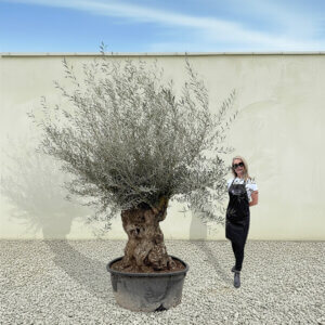 A198 Gnarled Ancient Olive Tree XXL (Grande)