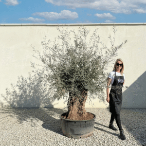 A200 Gnarled Ancient Olive Tree XXL (Grande)