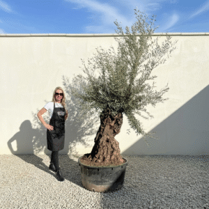 A202 Gnarled Ancient Olive Tree XXL (Grande)