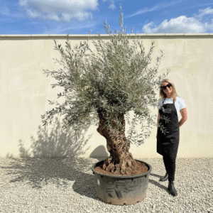 A208 Gnarled Ancient Olive Tree XXL (Grande)