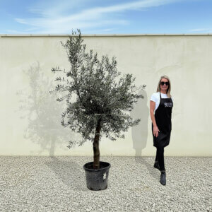 A210 Tuscan Olive Tree (Verde)