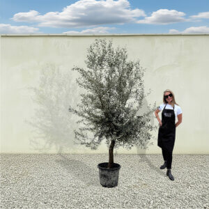 A211 Tuscan Olive Tree (Verde)
