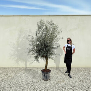 A212 Tuscan Olive Tree (Verde)