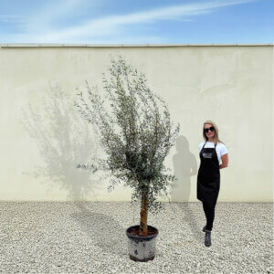 A213 Tuscan Olive Tree (Verde)