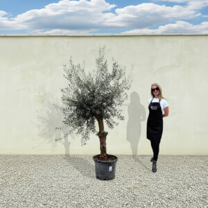 A214 Tuscan Olive Tree (Verde)