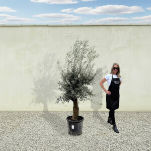 A215 Tuscan Olive Tree (Verde)