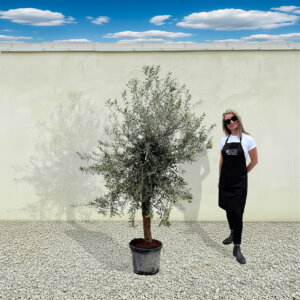 A216 Tuscan Olive Tree (Verde)