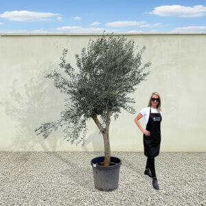 A231 Tuscan Olive Tree (Maximo)