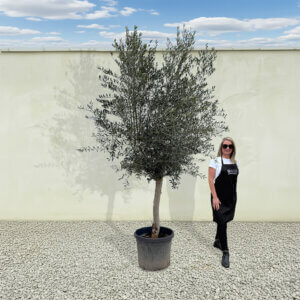 A232 Tuscan Olive Tree (Maximo)