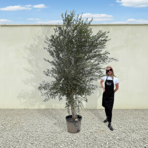 A233 Tuscan Olive Tree (Maximo)