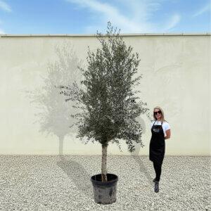 A234 Tuscan Olive Tree (Maximo)