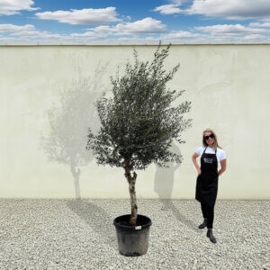 A235 Tuscan Olive Tree (Maximo)