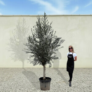 A236 Tuscan Olive Tree (Maximo)