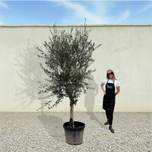 A237 Tuscan Olive Tree (Maximo)