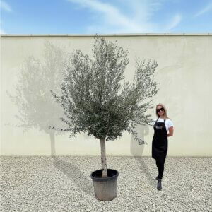 A238 Tuscan Olive Tree (Maximo)