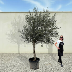 A239 Tuscan Olive Tree (Maximo)