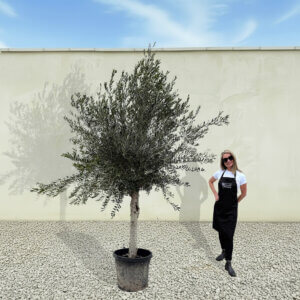 A240 Tuscan Olive Tree (Maximo)