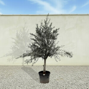 A241 Tuscan Olive Tree (Maximo)