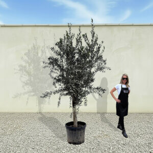 A242 Tuscan Olive Tree (Maximo)